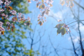 日本の美しい桜