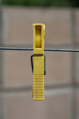 flowers in the garden