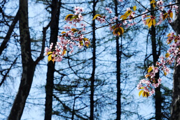 日本の美しい桜