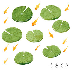 うきくさとヒメダカ