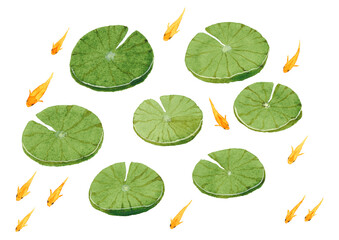 うきくさとヒメダカ © こまちみゆた