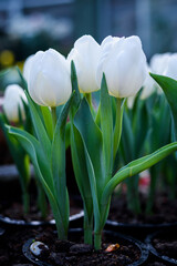 Beautiful white tulips flower in green house garden