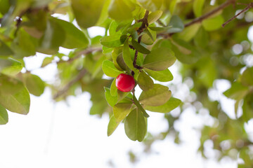 Fresh red cherry on the tree with sunlight in the garden.