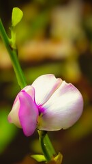 pink tulip flower