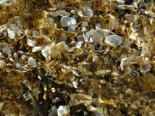 Natural reefs and seashells at beach. Nature wildlife landscape at seaside. Wildlife under the water with transparency water and waves.