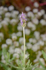 flowers in the garden