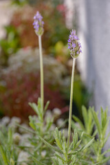 flowers in the garden