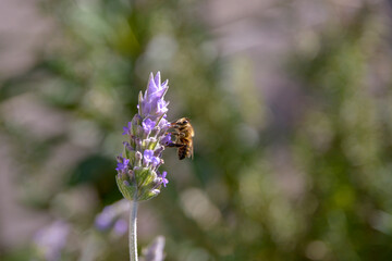 flowers in the garden