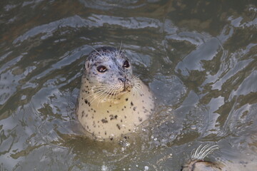 Close up of harbor seal