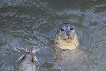Close up of harbor seal