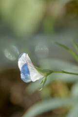 flowers in the garden