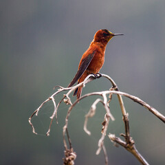 firecrown hummingbird - Juan Fernandez © Paul Robson