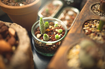 Small cactus in cute flower pots on black background. Cactus on desk