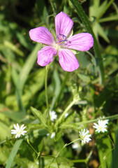 pink meadow geranium flower on a blurred background of a flowering meadow