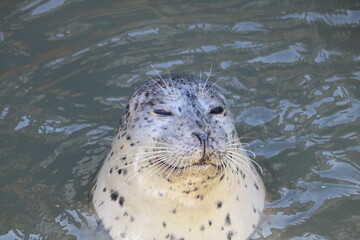 Close up of harbor seal