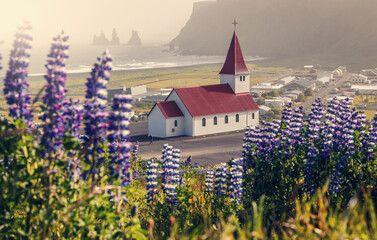 Exciting  Icelandic Landscape. Lutheran Myrdal church surrounded on blooming lupine flowers, Vik, Iceland. Amazing nature of Iceland during sunset with colorful sky. Iceland the most beautiful place.