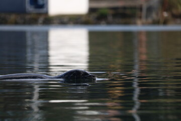 Harbor seal swimming