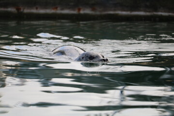 Fototapeta premium Harbor seal swimming
