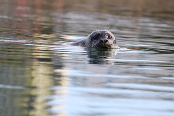 Harbor Seal