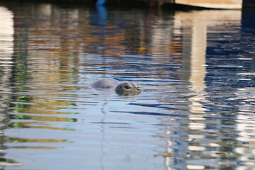 Harbor seal swimming