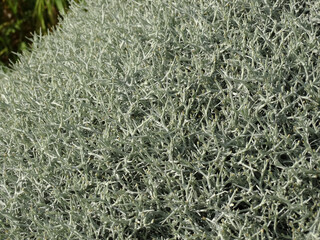 Natural landscape and wildlife of thorns bush in outdoor.