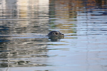 Harbor seal swimming
