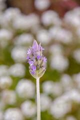 flowers in the garden