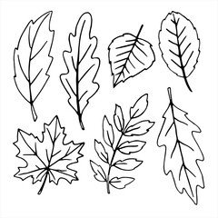 Set of vector black Hand drawn outlines of various oak, maple, birch, Rowan, and aspen leaves in the Doodle style isolated on white background
