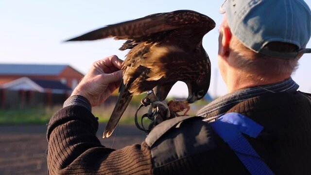 Falconer adjusting tracking device with antenna on the tail of his tame falcon