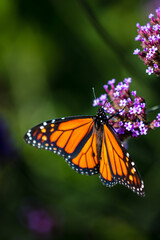 closeup of butterfly 