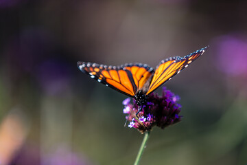 closeup of butterfly 