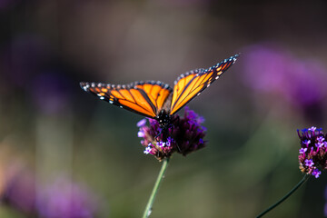 closeup of butterfly 