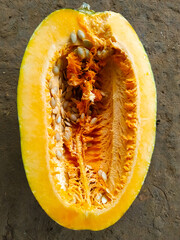 Cross section of a pumpkin on the ground