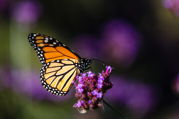 closeup of butterfly 