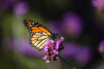 Obraz premium closeup of butterfly 