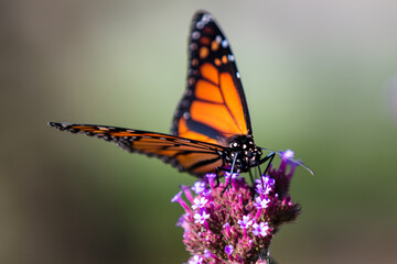 Fototapeta na wymiar closeup of butterfly 