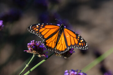 Closeup of butterfly on little flowers © Jasongeorge
