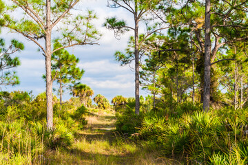 Saw Palmetto (Serenoa repens) and South Florida Slash Pines (Pinus Elliotii var. densa) at Hickey Creek Mitigation Park Wildlife and Environmental Area, Alva,Florida,USA