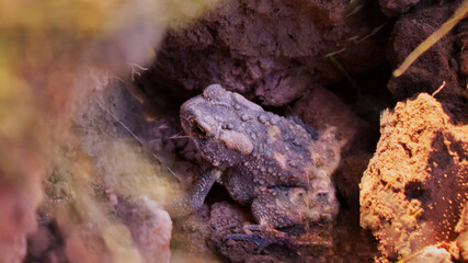 Frog Blending in the Dirt