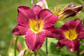 Burgundy and Yellow Day Lilies