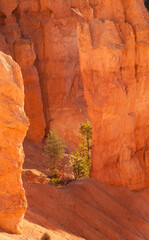 Bryce Canyon National Park, located in southwestern Utah. The park features a collection of giant natural amphitheaters and is distinctive due to geological structures called hoodoos.