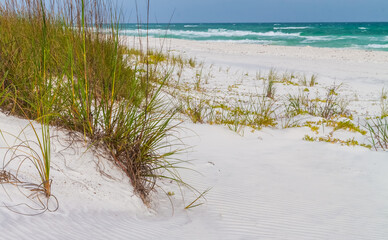 Sea Oats (Uniola paniculata) Growing on  White Sand Dunes , Grayton Beach State Park, Santa Rosa Beach, Florida,USA