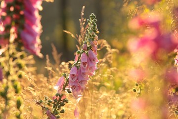 Purple foxglove (Digitalis purpurea) during sunrise