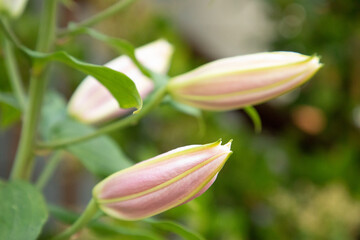 Lilies Soon To Bloom, Pink Flowers with Green Leaves
