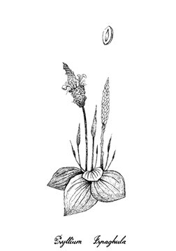 Illustration Hand Drawn Sketch of Psyllium or Ispaghula Isolated on White Background. Used As A Food Ingredient in Breakfast Cereals.
