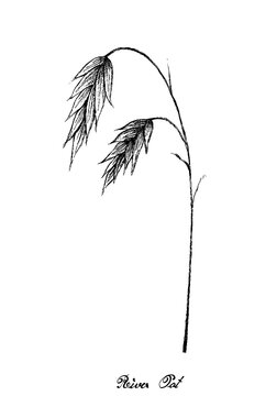 Illustration of Hand Drawn Sketch Fresh Chasmanthium Latifolium, River Oats or Northern Sea Oat Plant with Inflorescences Isolated on White Background.
