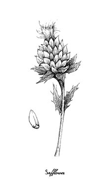 Herbal Plants, Hand Drawn Illustration of Carthamus Tinctorius or Safflower and Seed Used in Cosmetics and As A Cooking Oil.
