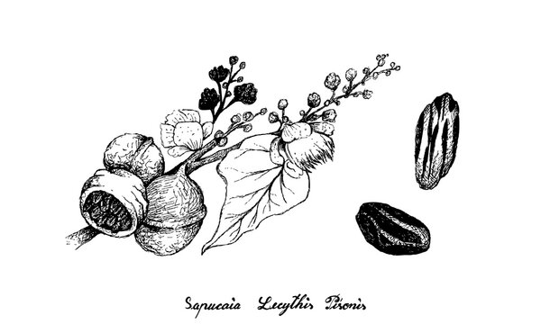 Tropical Fruits, Illustration of Hand Drawn Sketch Castanha de Sapucaia or Cream Nut Fruits with Seed Isolated on White Background.
