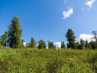 Cedars in the coniferous forest against a blue sky. Summer day in the taiga