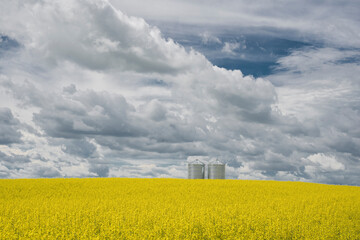 Grain silos on a blooming yellow canola field under a dramatic sky on the Canadian Prairies.